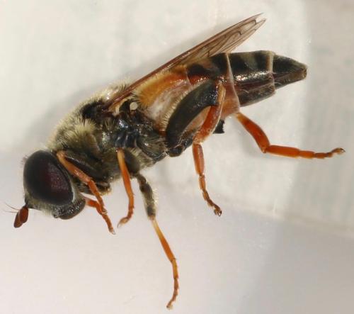 Réf. 326 068 : Merodon avidus